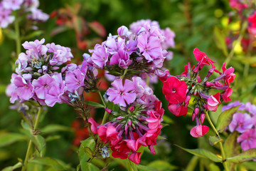 Phlox paniculata (Garden phlox) in bloom