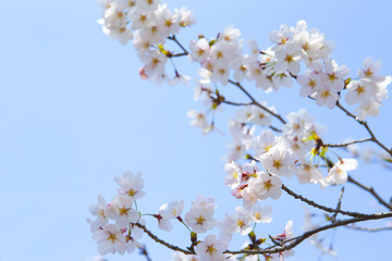 青空と桜