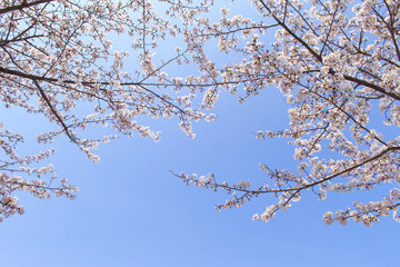 青空と桜