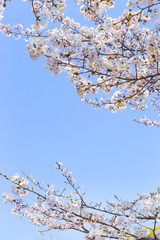青空と桜