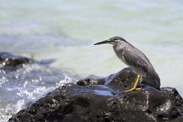 Héron pêchant en bord de mer