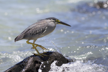 Héron pêchant en bord de mer