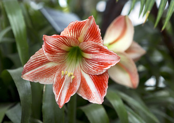 Гипераструм или Звёздный всадник