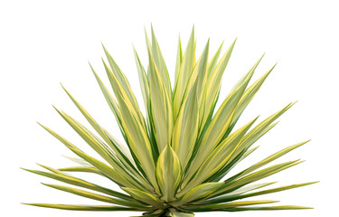 Ornamental Sansevieria plant