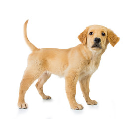 Golden retriever dog standing isolated in white background