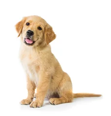 Foto op Canvas Golden Retriever dog sitting on the floor, isolated on white bac © Odua Images