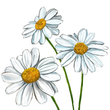 daisy vector illustration  hand drawn  painted