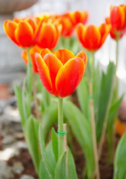 beautiful orange tulips flower background