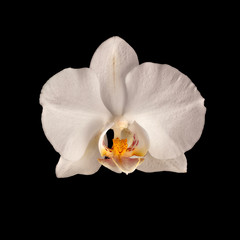 white orchid flower isolated on black