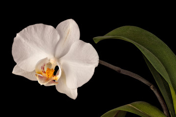 white orchid flower isolated on black