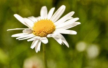 Obraz premium Цветы