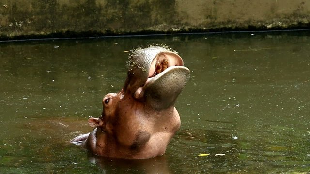 hippo in chiangmai zoo chiangmai Thailand