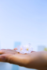 手のひらの桜