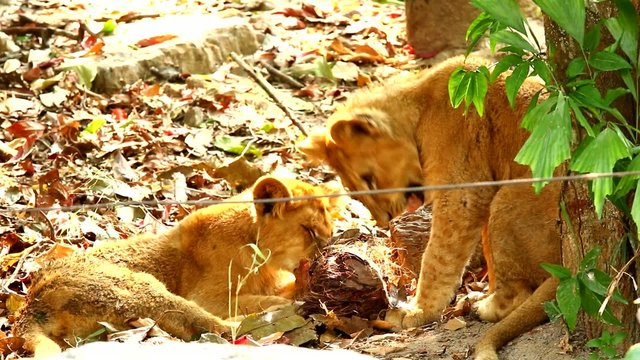lion in chiangmai zoo, chiangmai Thailand