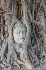 Buddha head statue in a tree