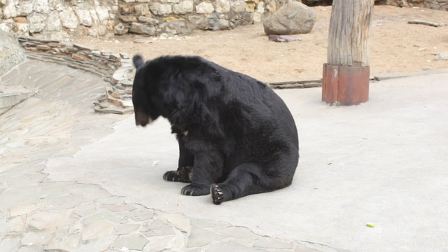 Himalaya bear in the open-air cage of a zoo