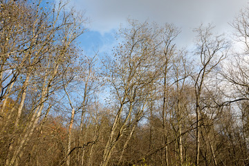 Fototapeta premium Autumn forest