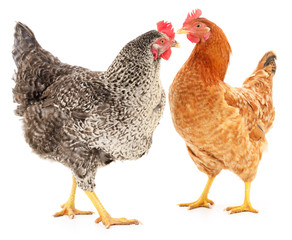 Two hens