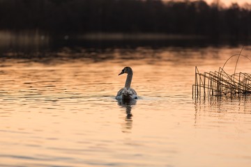 Swan on sunset lake