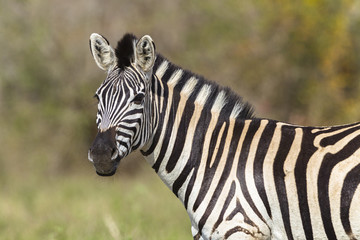 Fototapeta na wymiar Zebra Wildlife