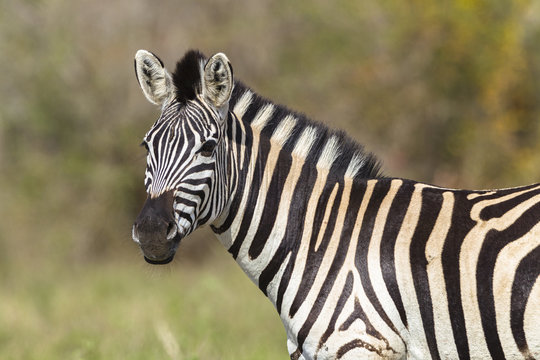 Zebra Wildlife