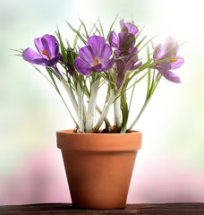 Spring Crocus in vaso