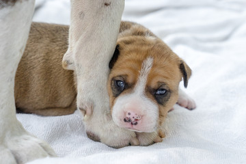 pit bull puppy dog