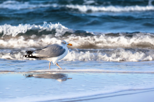 Seagull at the Shore