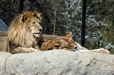 Obraz premium lions
