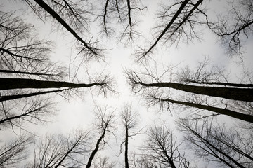 Trees in Sky