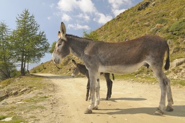 Naklejka premium 2 donkeys , Equus africanus asinus