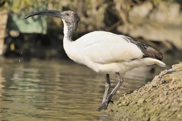 Sacred ibis, Threskiornis aethiopicus Latham
