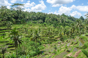 Fototapeta na wymiar Padi Terrace, Bali, Indonesia - Local plantation of the layered rice terrace in Bali Island, Indonesia.