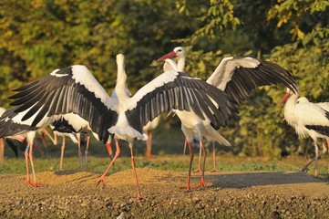 Group of storks ( white stork - Ciconia ciconia Linnaeus )