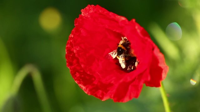 Large earth bumblebee at poppy