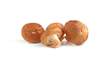 Shiitake mushrooms with Vegetable fern on white background