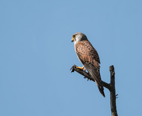 Common Kestrel 