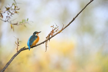 common kingfisher ( alcedo atthis) or river kingfisher