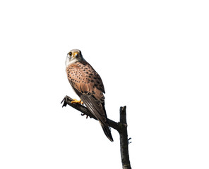 Common Kestrel on White Background