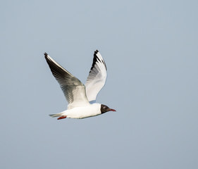 Mediterranean Gull n Flight