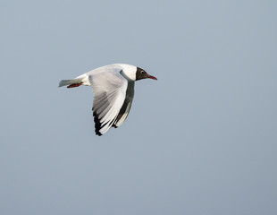 Mediterranean Gull n Flight