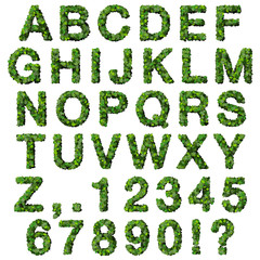 Alphabet with numbers made from green leaves.