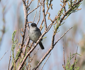 Blackcap