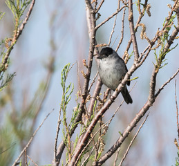 Blackcap