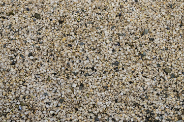 Seashell bacvkground