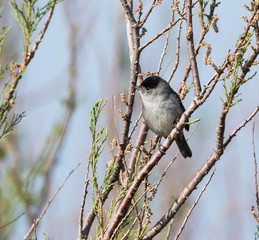 Blackcap