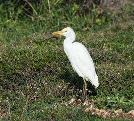 Cattle Egret