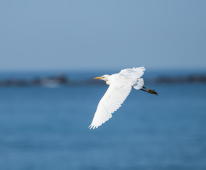 Cattle Egret in Flight