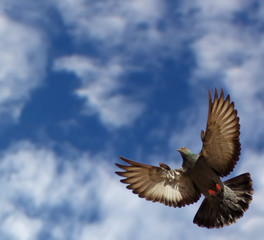 The pigeon in flight on a background of the blue sky