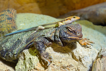 two lizzards
